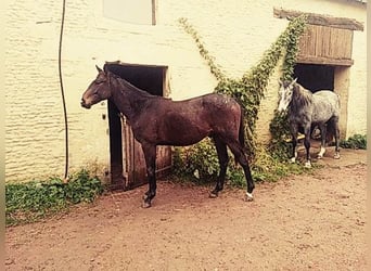 Cheval de selle allemand Croisé, Hongre, 1 Année, 172 cm, Bai brun foncé