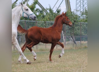 Cheval de selle allemand, Hongre, 1 Année, Alezan