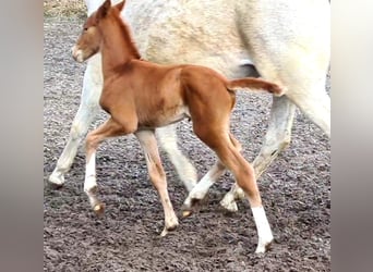 Cheval de selle allemand, Hongre, 1 Année, Alezan