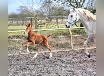 Cheval de selle allemand, Hongre, 1 Année, Alezan