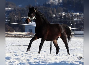 Cheval de selle allemand, Hongre, 2 Ans, 160 cm, Bai brun foncé