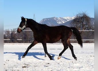 Cheval de selle allemand, Hongre, 2 Ans, 160 cm, Bai brun foncé