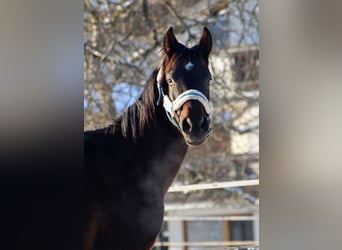 Cheval de selle allemand, Hongre, 2 Ans, 160 cm, Bai brun foncé