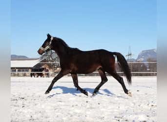 Cheval de selle allemand, Hongre, 2 Ans, 160 cm, Bai brun foncé