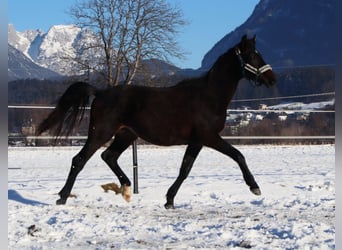 Cheval de selle allemand, Hongre, 2 Ans, 160 cm, Bai brun foncé