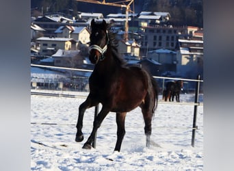 Cheval de selle allemand, Hongre, 2 Ans, 160 cm, Bai brun foncé