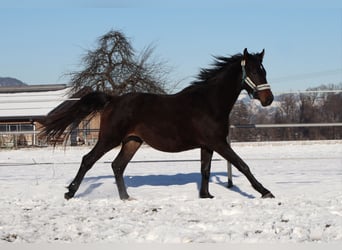 Cheval de selle allemand, Hongre, 2 Ans, 160 cm, Bai brun foncé