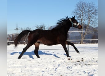 Cheval de selle allemand, Hongre, 2 Ans, 160 cm, Bai brun foncé