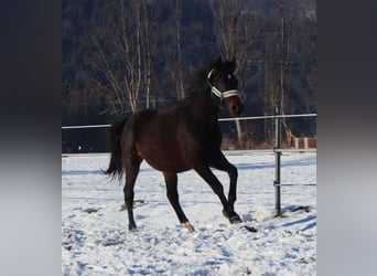 Cheval de selle allemand, Hongre, 2 Ans, 160 cm, Bai brun foncé