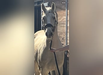 Cheval de selle allemand, Hongre, 3 Ans, 155 cm, Palomino