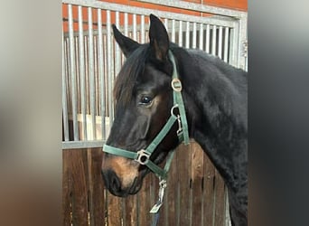 Cheval de selle allemand, Hongre, 3 Ans, 156 cm, Bai brun foncé