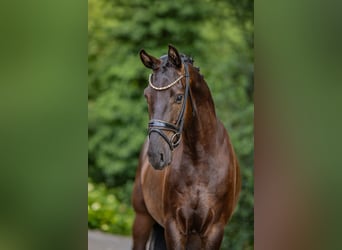 Cheval de selle allemand, Hongre, 3 Ans, 158 cm, Noir