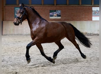 Cheval de selle allemand Croisé, Hongre, 3 Ans, 160 cm, Bai