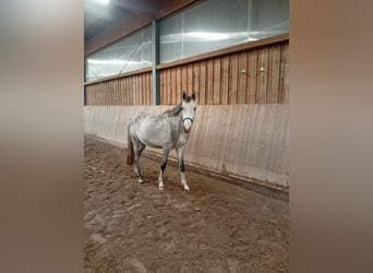 Cheval de selle allemand, Hongre, 3 Ans, 162 cm, Gris