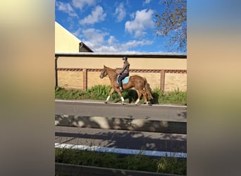 Cheval de selle allemand, Hongre, 3 Ans, 165 cm, Alezan brûlé