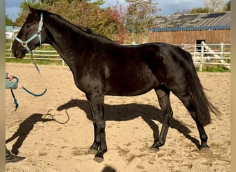 Cheval de selle allemand, Hongre, 3 Ans, 165 cm, Noir