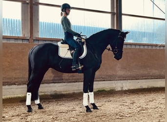 Cheval de selle allemand, Hongre, 3 Ans, 165 cm, Noir