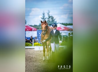 Cheval de selle allemand, Hongre, 3 Ans, 166 cm, Alezan brûlé