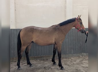 Cheval de selle allemand, Hongre, 3 Ans, 169 cm, Buckskin