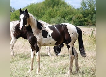 Cheval de selle allemand, Hongre, 3 Ans, 170 cm, Pinto