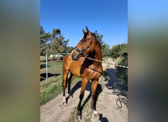 Cheval de selle allemand, Hongre, 3 Ans, 172 cm, Bai
