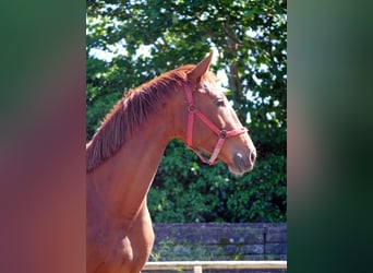 Cheval de selle allemand, Hongre, 3 Ans, Alezan