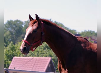 Cheval de selle allemand, Hongre, 3 Ans, Alezan