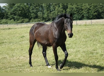 Cheval de selle allemand, Hongre, 4 Ans, 158 cm, Bai brun foncé