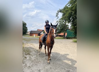 Cheval de selle allemand, Hongre, 4 Ans, 160 cm, Alezan