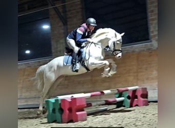 Cheval de selle allemand, Hongre, 4 Ans, 160 cm, Cremello