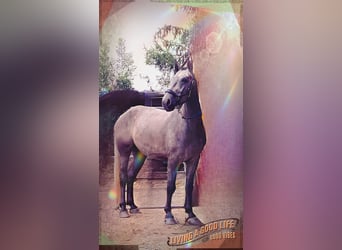 Cheval de selle allemand, Hongre, 4 Ans, 162 cm, Gris