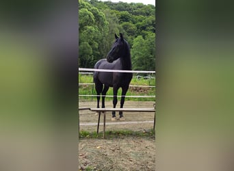 Cheval de selle allemand, Hongre, 4 Ans, 165 cm, Noir