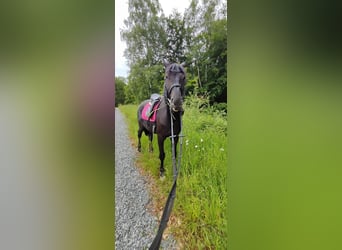 Cheval de selle allemand, Hongre, 4 Ans, 165 cm, Noir