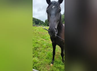 Cheval de selle allemand, Hongre, 4 Ans, 165 cm, Noir