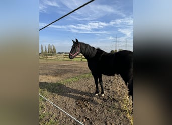 Cheval de selle allemand, Hongre, 4 Ans, 165 cm, Noir