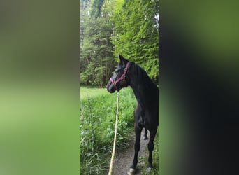 Cheval de selle allemand, Hongre, 4 Ans, 165 cm, Noir