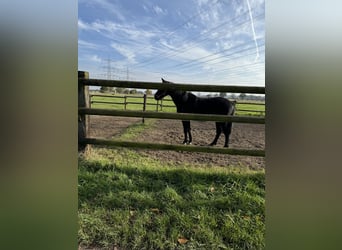 Cheval de selle allemand, Hongre, 4 Ans, 165 cm, Noir