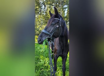 Cheval de selle allemand, Hongre, 4 Ans, 165 cm, Noir