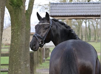 Cheval de selle allemand, Hongre, 4 Ans, 166 cm, Noir