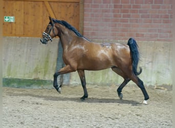 Cheval de selle allemand, Hongre, 4 Ans, 167 cm, Bai