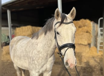 Cheval de selle allemand, Hongre, 4 Ans, 167 cm, Gris