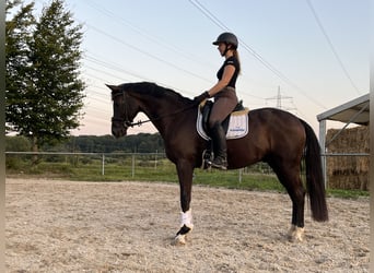 Cheval de selle allemand, Hongre, 4 Ans, 167 cm, Noir