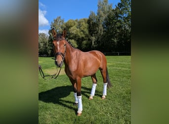 Cheval de selle allemand, Hongre, 4 Ans, 168 cm, Bai
