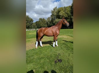 Cheval de selle allemand, Hongre, 4 Ans, 168 cm, Bai
