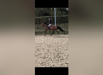 Cheval de selle allemand, Hongre, 4 Ans, 168 cm, Bai
