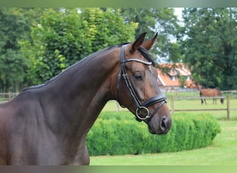 Cheval de selle allemand, Hongre, 4 Ans, 169 cm, Bai brun