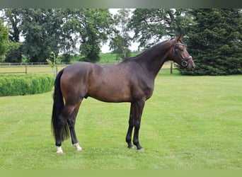 Cheval de selle allemand, Hongre, 4 Ans, 169 cm, Bai brun