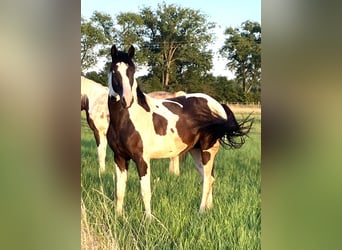 Cheval de selle allemand, Hongre, 4 Ans, 169 cm, Tobiano-toutes couleurs