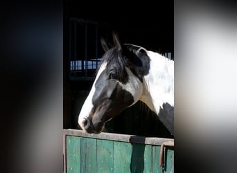 Cheval de selle allemand, Hongre, 4 Ans, 169 cm, Tobiano-toutes couleurs