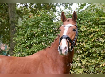 Cheval de selle allemand, Hongre, 4 Ans, 170 cm, Alezan